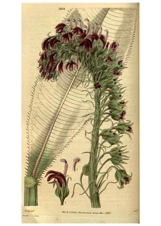 Reproducción/Reproduction 34861563730: Curtis's botanical magazine.. London ; New York [etc.] :Academic Press [etc.]