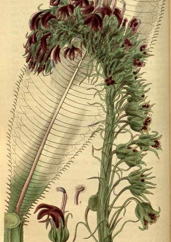 Reproducción/Reproduction 34861563730: Curtis's botanical magazine.. London ; New York [etc.] :Academic Press [etc.]