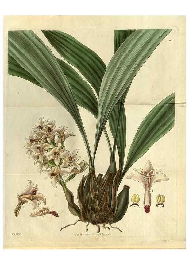 Reproducción/Reproduction 34439465183: Curtis's botanical magazine.. London ; New York [etc.] :Academic Press [etc.]