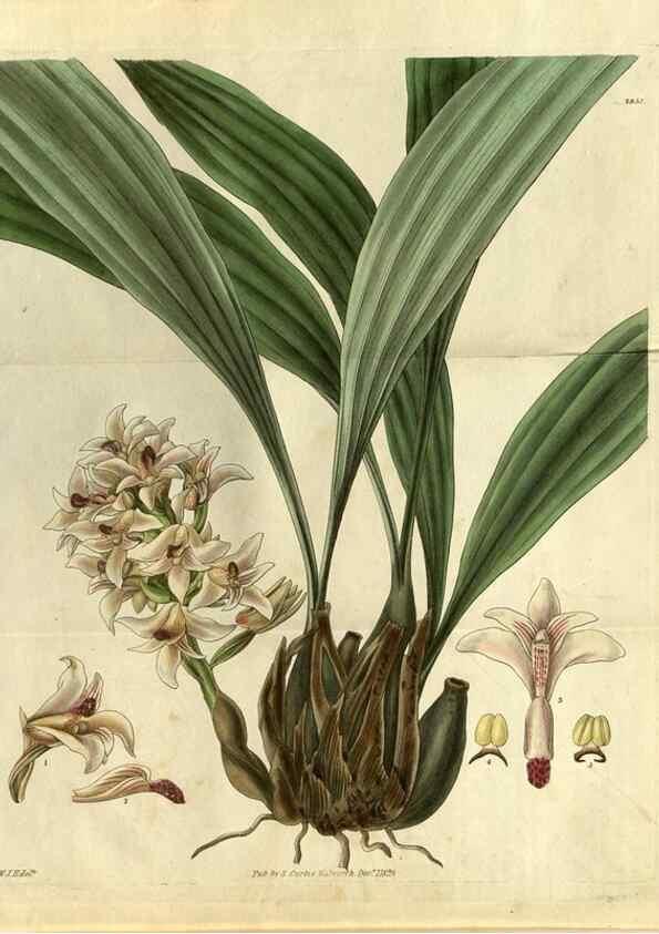 Reproducción/Reproduction 34439465183: Curtis's botanical magazine.. London ; New York [etc.] :Academic Press [etc.]