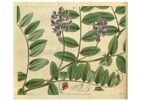 Reproducción/Reproduction 34404614824: Curtis's botanical magazine.. London ; New York [etc.] :Academic Press [etc.]