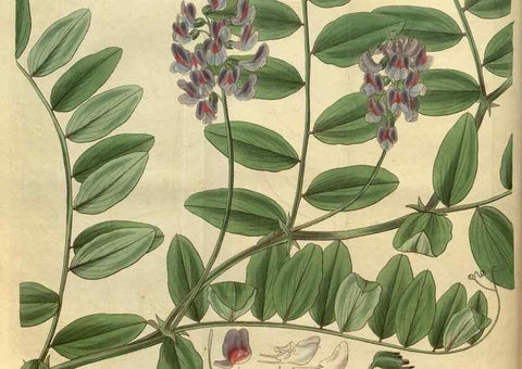 Reproducción/Reproduction 34404614824: Curtis's botanical magazine.. London ; New York [etc.] :Academic Press [etc.]