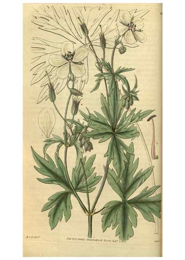 Reproducción/Reproduction 34404617534: Curtis's botanical magazine.. London ; New York [etc.] :Academic Press [etc.]