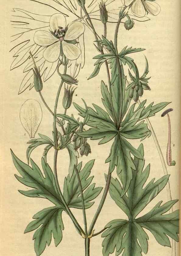 Reproducción/Reproduction 34404617534: Curtis's botanical magazine.. London ; New York [etc.] :Academic Press [etc.]