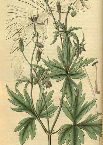 Reproducción/Reproduction 34404617534: Curtis's botanical magazine.. London ; New York [etc.] :Academic Press [etc.]