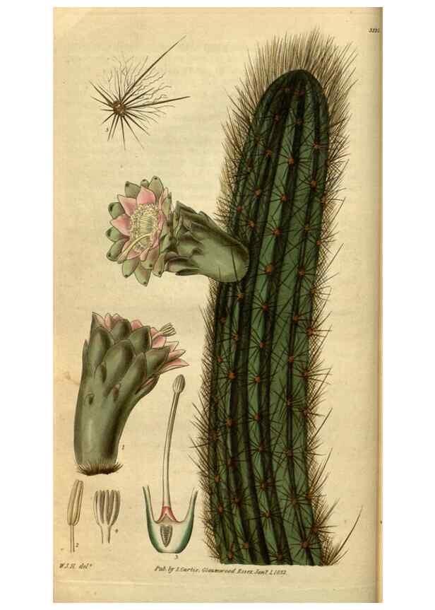 Reproducción/Reproduction 34404620404: Curtis's botanical magazine.. London ; New York [etc.] :Academic Press [etc.]