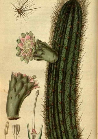 Reproducción/Reproduction 34404620404: Curtis's botanical magazine.. London ; New York [etc.] :Academic Press [etc.]