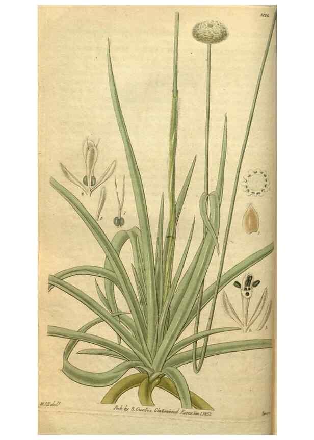 Reproducción/Reproduction 34404625144: Curtis's botanical magazine.. London ; New York [etc.] :Academic Press [etc.]