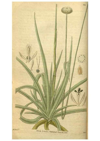 Reproducción/Reproduction 34404625144: Curtis's botanical magazine.. London ; New York [etc.] :Academic Press [etc.]