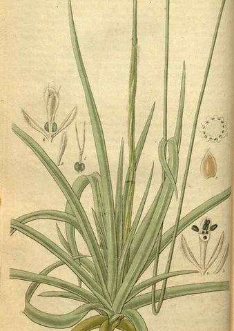 Reproducción/Reproduction 34404625144: Curtis's botanical magazine.. London ; New York [etc.] :Academic Press [etc.]