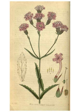 Reproducción/Reproduction 34404628614: Curtis's botanical magazine.. London ; New York [etc.] :Academic Press [etc.]