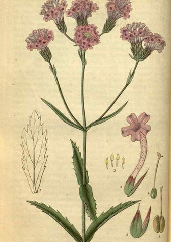 Reproducción/Reproduction 34404628614: Curtis's botanical magazine.. London ; New York [etc.] :Academic Press [etc.]