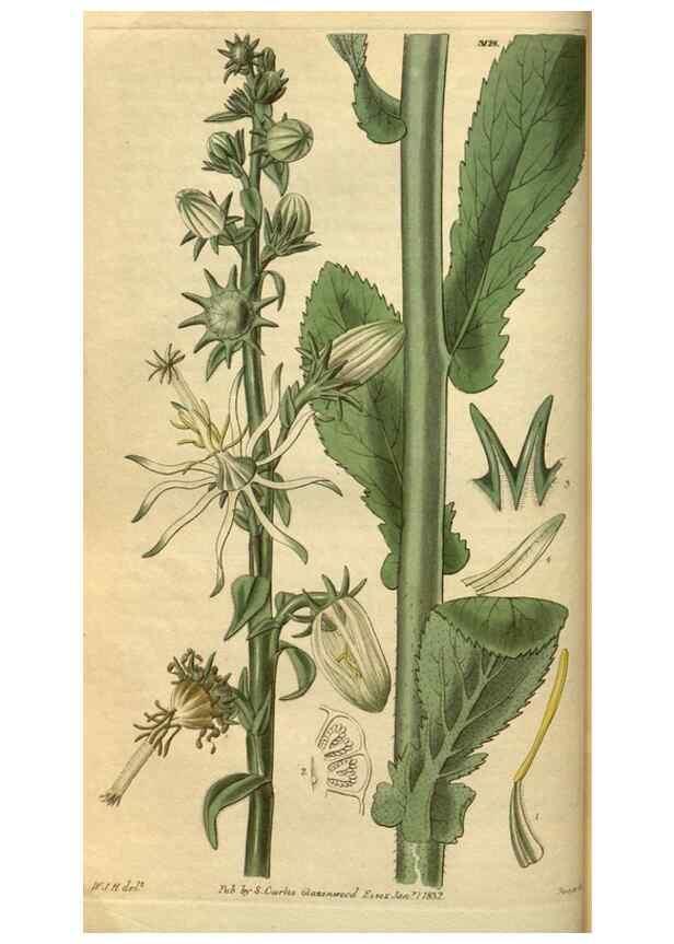 Reproducción/Reproduction 34404630744: Curtis's botanical magazine.. London ; New York [etc.] :Academic Press [etc.]