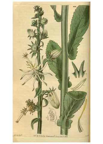 Reproducción/Reproduction 34404630744: Curtis's botanical magazine.. London ; New York [etc.] :Academic Press [etc.]