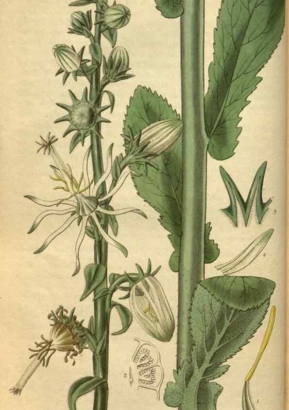Reproducción/Reproduction 34404630744: Curtis's botanical magazine.. London ; New York [etc.] :Academic Press [etc.]