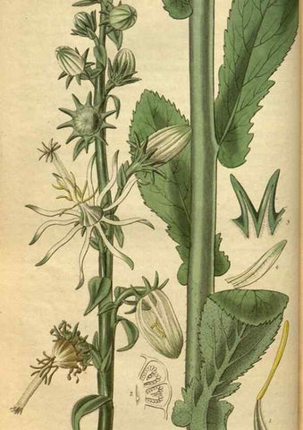 Reproducción/Reproduction 34404630744: Curtis's botanical magazine.. London ; New York [etc.] :Academic Press [etc.]