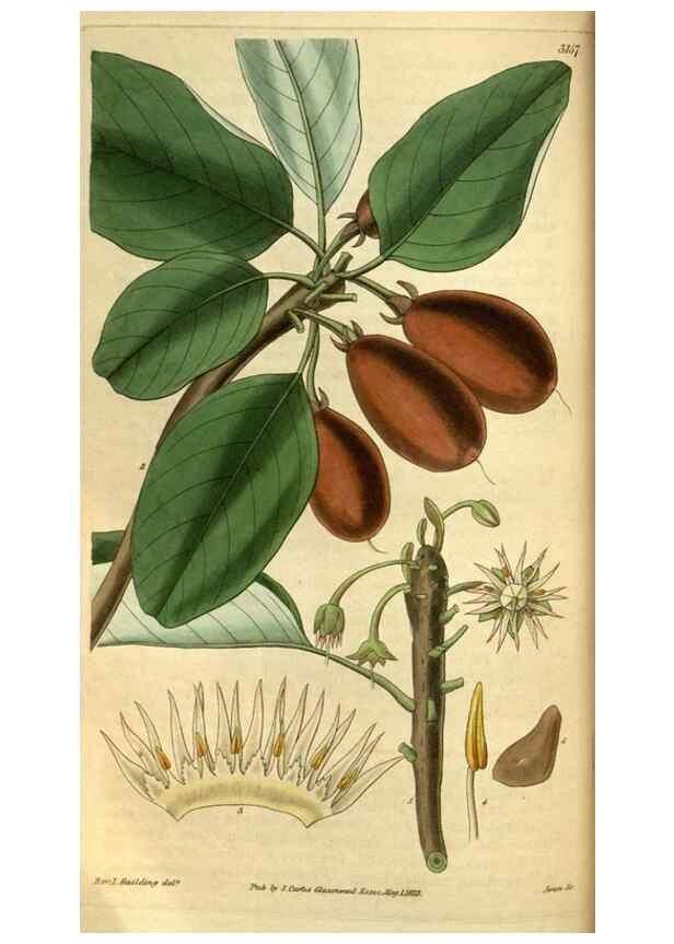 Reproducción/Reproduction 34439615673: Curtis's botanical magazine.. London ; New York [etc.] :Academic Press [etc.]