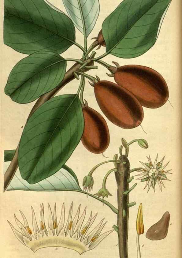 Reproducción/Reproduction 34439615673: Curtis's botanical magazine.. London ; New York [etc.] :Academic Press [etc.]