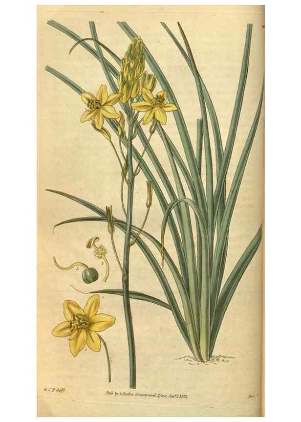 Reproducción/Reproduction 34404633144: Curtis's botanical magazine.. London ; New York [etc.] :Academic Press [etc.]