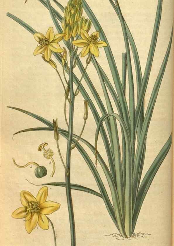 Reproducción/Reproduction 34404633144: Curtis's botanical magazine.. London ; New York [etc.] :Academic Press [etc.]