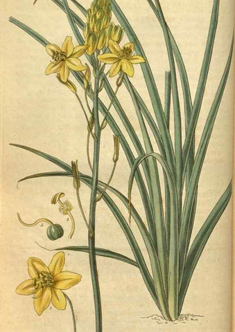 Reproducción/Reproduction 34404633144: Curtis's botanical magazine.. London ; New York [etc.] :Academic Press [etc.]