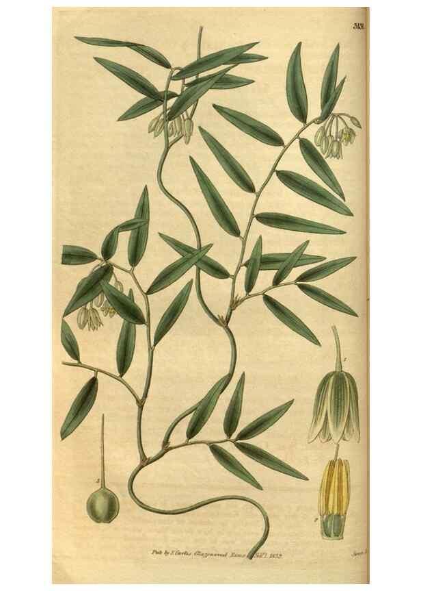 Reproducción/Reproduction 34404636314: Curtis's botanical magazine.. London ; New York [etc.] :Academic Press [etc.]