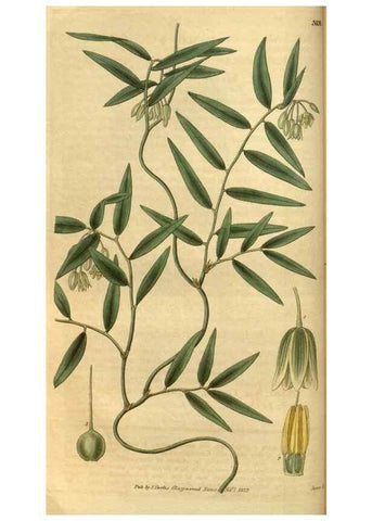 Reproducción/Reproduction 34404636314: Curtis's botanical magazine.. London ; New York [etc.] :Academic Press [etc.]