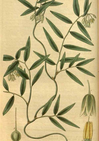 Reproducción/Reproduction 34404636314: Curtis's botanical magazine.. London ; New York [etc.] :Academic Press [etc.]