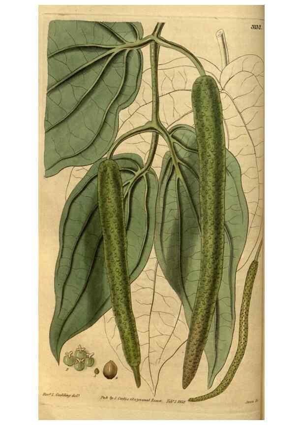Reproducción/Reproduction 34404638314: Curtis's botanical magazine.. London ; New York [etc.] :Academic Press [etc.]