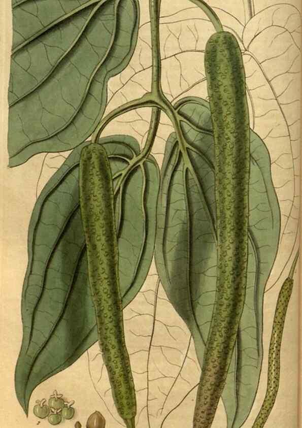 Reproducción/Reproduction 34404638314: Curtis's botanical magazine.. London ; New York [etc.] :Academic Press [etc.]