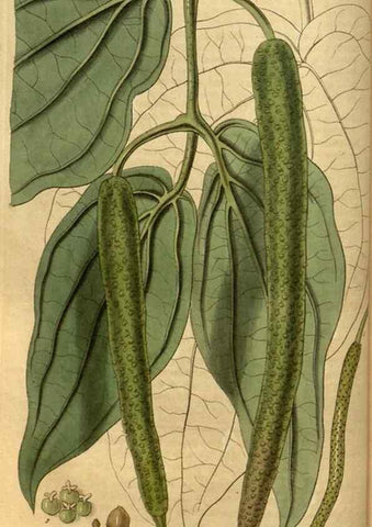 Reproducción/Reproduction 34404638314: Curtis's botanical magazine.. London ; New York [etc.] :Academic Press [etc.]