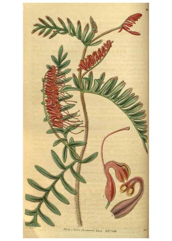Reproducción/Reproduction 34439548023: Curtis's botanical magazine.. London ; New York [etc.] :Academic Press [etc.]