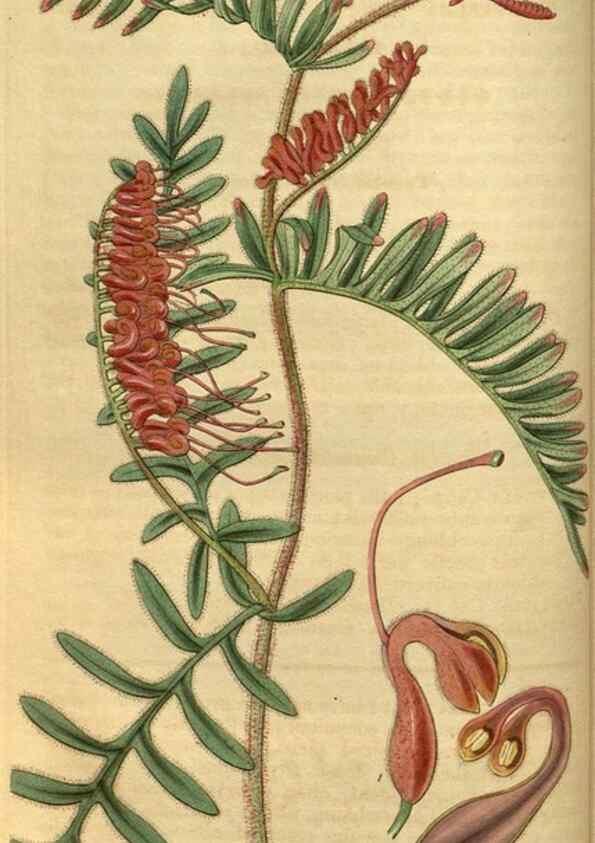 Reproducción/Reproduction 34439548023: Curtis's botanical magazine.. London ; New York [etc.] :Academic Press [etc.]