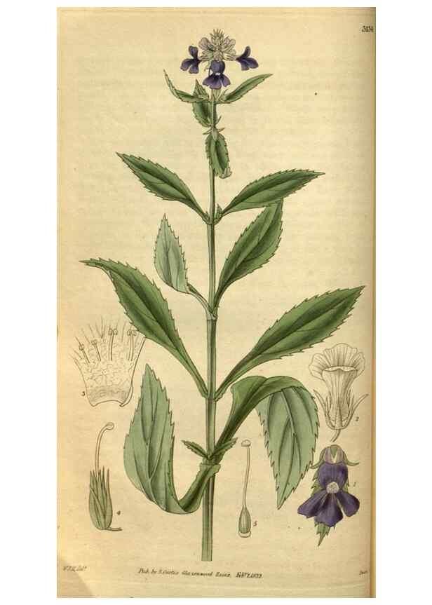 Reproducción/Reproduction 34439551213: Curtis's botanical magazine.. London ; New York [etc.] :Academic Press [etc.]
