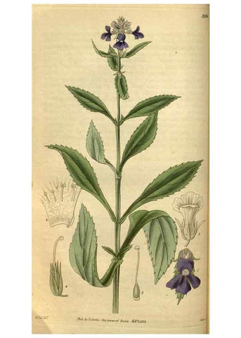 Reproducción/Reproduction 34439551213: Curtis's botanical magazine.. London ; New York [etc.] :Academic Press [etc.]