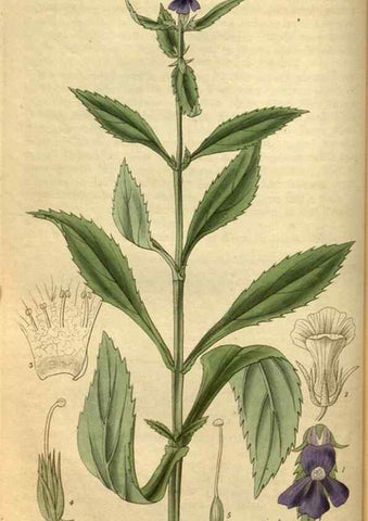 Reproducción/Reproduction 34439551213: Curtis's botanical magazine.. London ; New York [etc.] :Academic Press [etc.]
