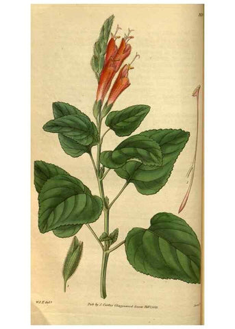 Reproducción/Reproduction 34861556250: Curtis's botanical magazine.. London ; New York [etc.] :Academic Press [etc.]