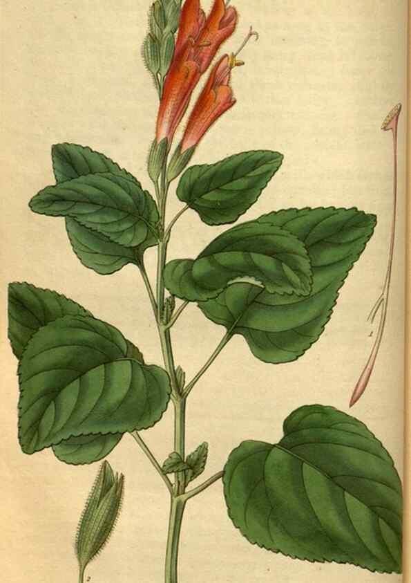 Reproducción/Reproduction 34861556250: Curtis's botanical magazine.. London ; New York [etc.] :Academic Press [etc.]