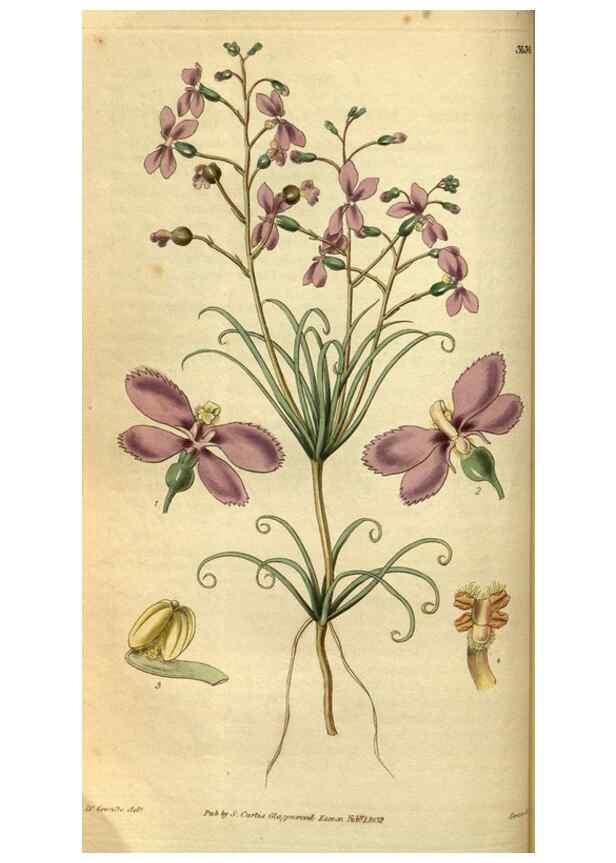 Reproducción/Reproduction 34861558680: Curtis's botanical magazine.. London ; New York [etc.] :Academic Press [etc.]