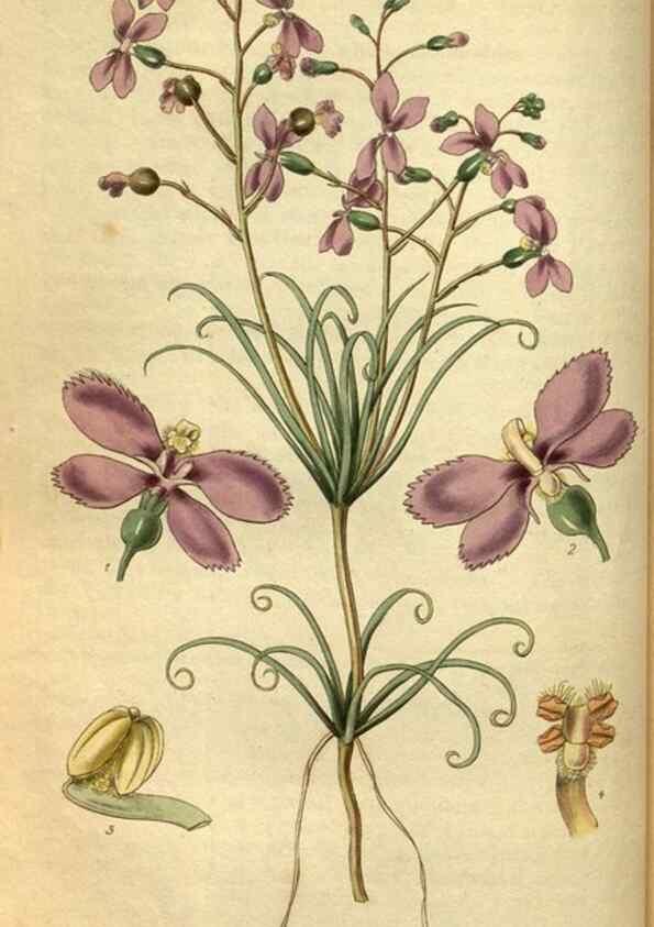 Reproducción/Reproduction 34861558680: Curtis's botanical magazine.. London ; New York [etc.] :Academic Press [etc.]