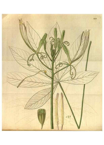 Reproducción/Reproduction 34861561150: Curtis's botanical magazine.. London ; New York [etc.] :Academic Press [etc.]