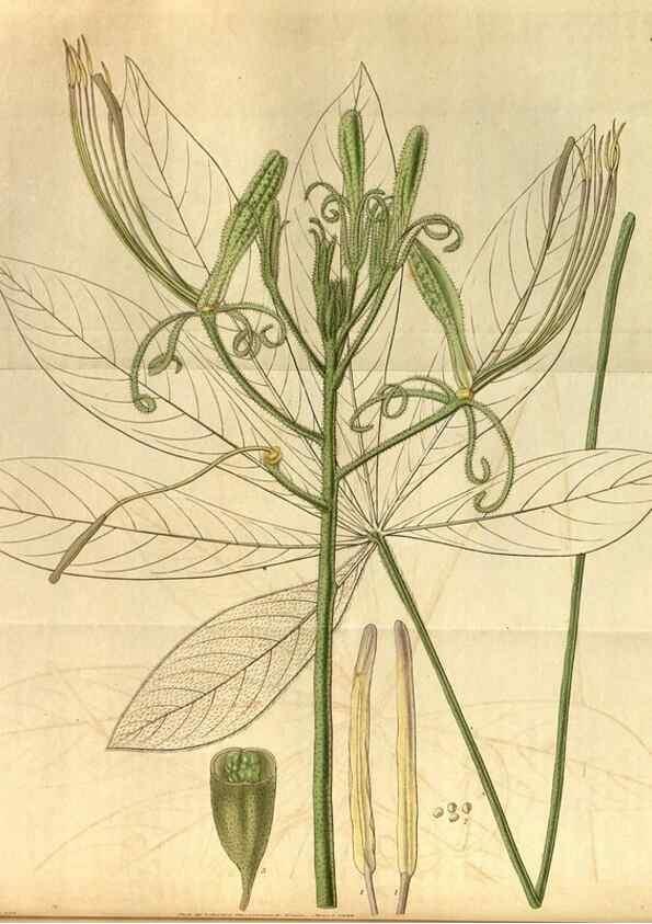 Reproducción/Reproduction 34861561150: Curtis's botanical magazine.. London ; New York [etc.] :Academic Press [etc.]