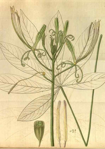 Reproducción/Reproduction 34861561150: Curtis's botanical magazine.. London ; New York [etc.] :Academic Press [etc.]