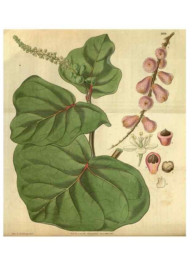 Reproducción/Reproduction 34404634704: Curtis's botanical magazine.. London ; New York [etc.] :Academic Press [etc.]