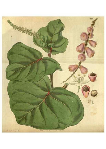 Reproducción/Reproduction 34404634704: Curtis's botanical magazine.. London ; New York [etc.] :Academic Press [etc.]