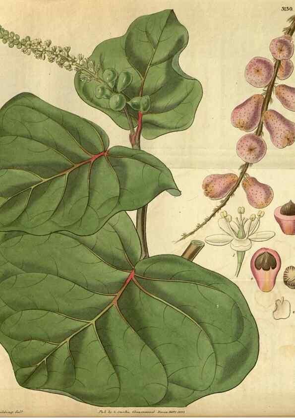 Reproducción/Reproduction 34404634704: Curtis's botanical magazine.. London ; New York [etc.] :Academic Press [etc.]