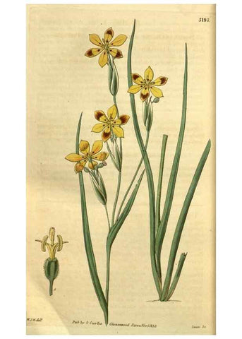 Reproducción/Reproduction 34439709143: Curtis's botanical magazine.. London ; New York [etc.] :Academic Press [etc.]