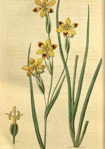Reproducción/Reproduction 34439709143: Curtis's botanical magazine.. London ; New York [etc.] :Academic Press [etc.]