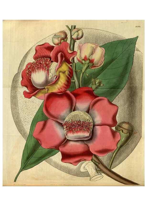 Reproducción/Reproduction 34439618623: Curtis's botanical magazine.. London ; New York [etc.] :Academic Press [etc.]