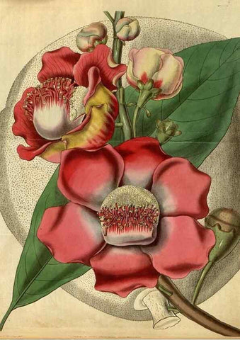 Reproducción/Reproduction 34439618623: Curtis's botanical magazine.. London ; New York [etc.] :Academic Press [etc.]